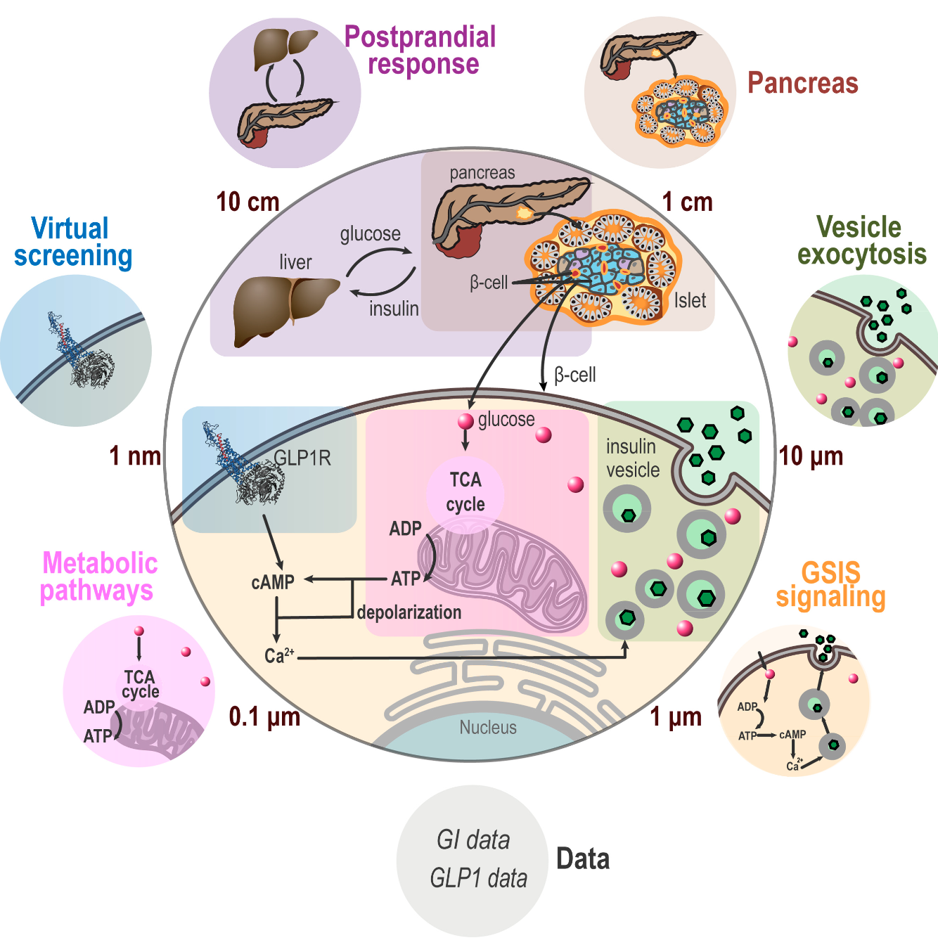 Multimodal Digital Twin of the Pancreatic Beta-Cell