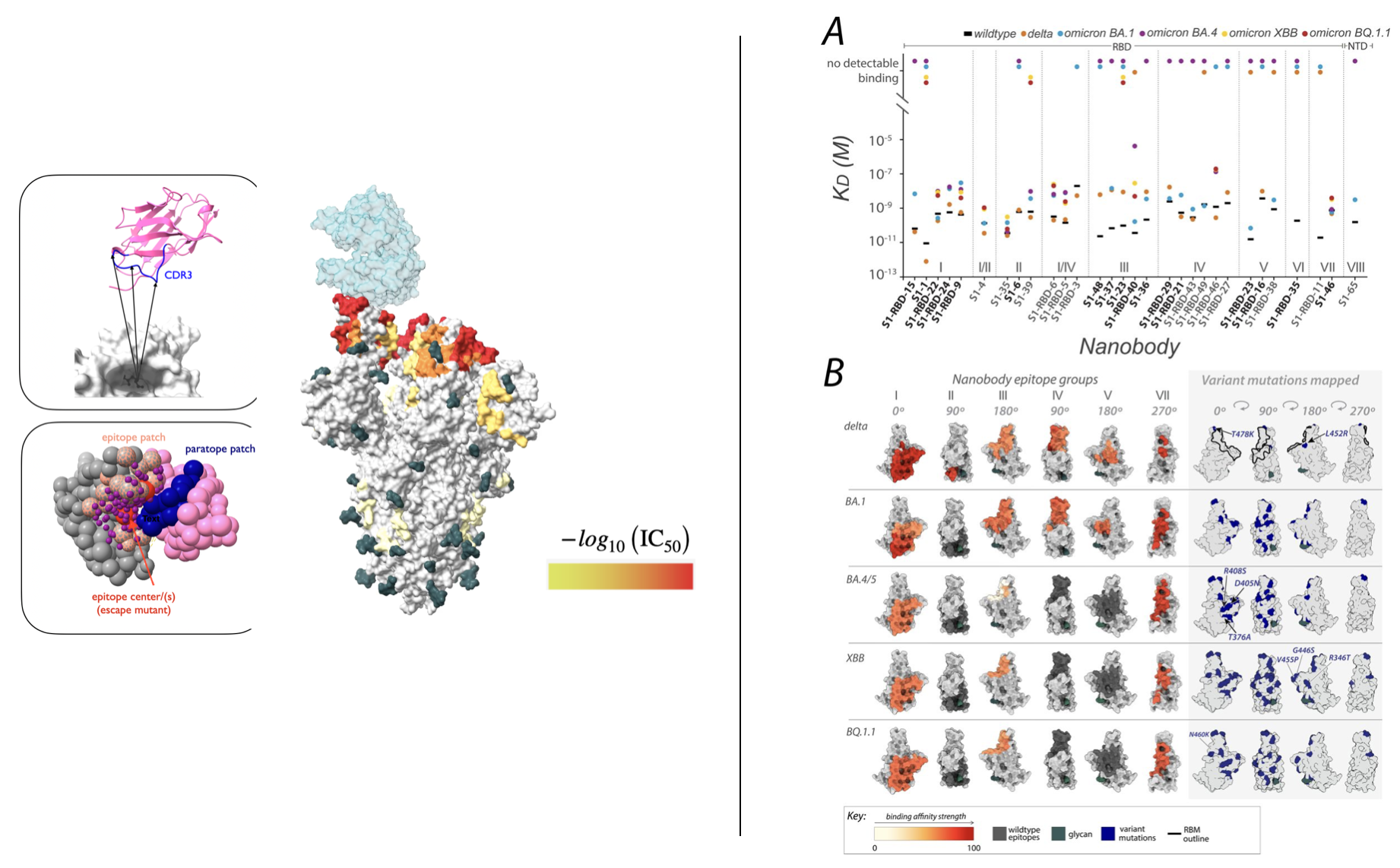 nbspike: Integrative Epitope Mapping of SARS-CoV-2 Nanobodies