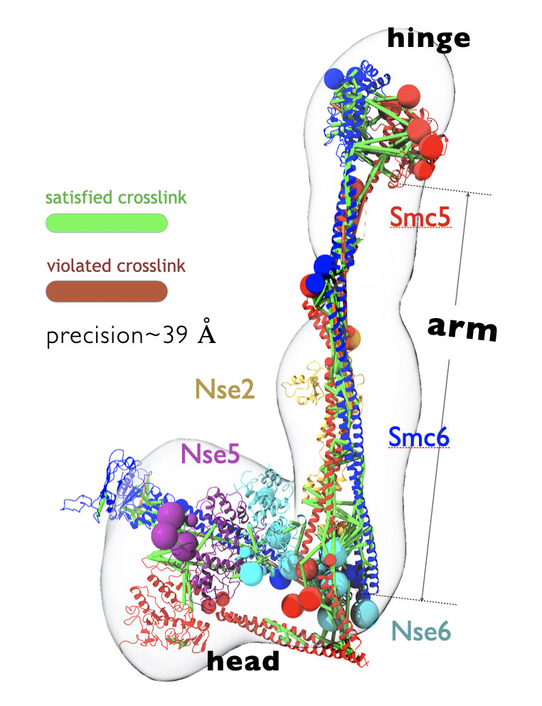 Integrative Structure of the SMC-5/6 -- NSE-2,5,6 Pentameric Complex.